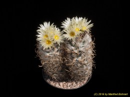 Turbinicarpus schmiedickeanus ssp. flaviflorus 601